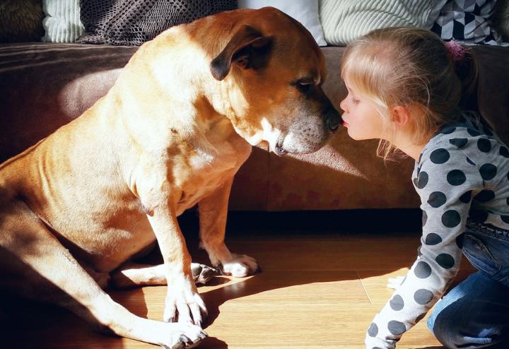 revistapazes.com - Garotinha de 6 anos permanece ao lado de seu melhor amigo cão idoso até seu último