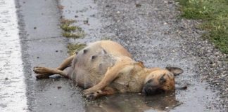 Espancada, grávida e deitada na estrada, cachorrinha lutou para sobreviver e tem um final feliz