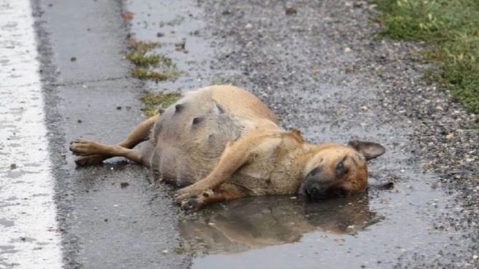 Espancada, grávida e deitada na estrada, cachorrinha lutou para sobreviver e tem um final feliz