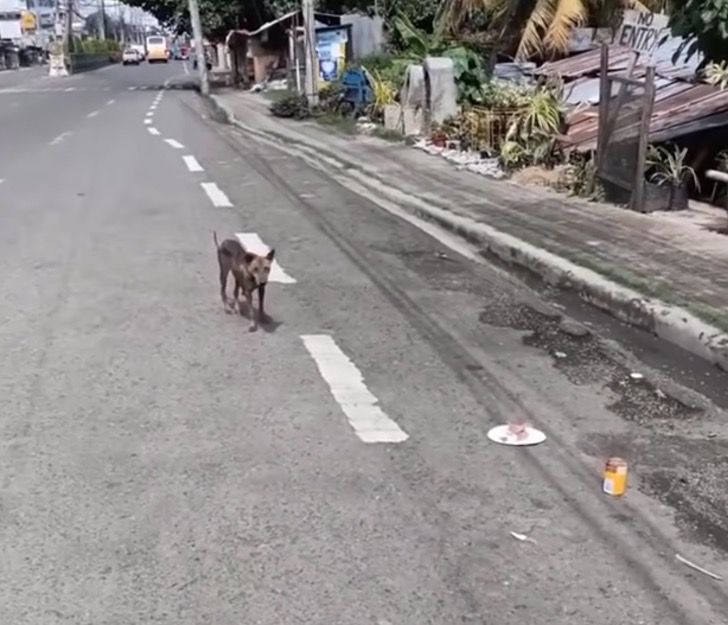 revistapazes.com - Espancada, grávida e deitada na estrada, cachorrinha lutou para sobreviver e tem um final feliz