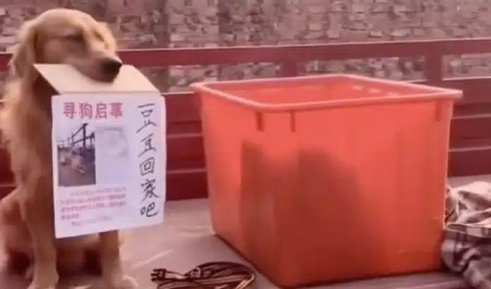 perrito-llora-rescate0003 O filhote pede para que achem seu melhor amigo sequestrado