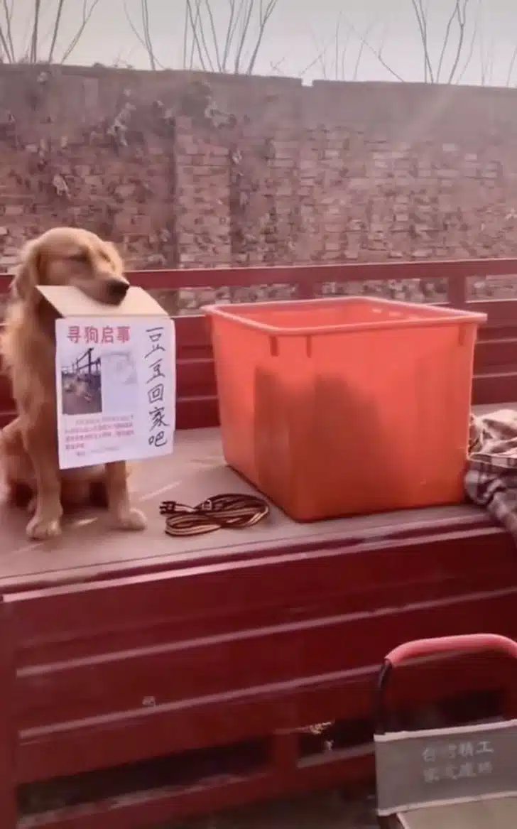 O filhote pede para que achem seu melhor amigo sequestrado revistapazes.com - O filhote pede para que achem seu melhor amigo sequestrado