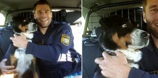 Cachorrinho foge de casa, é resgatado pela polícia e acredita que foi preso