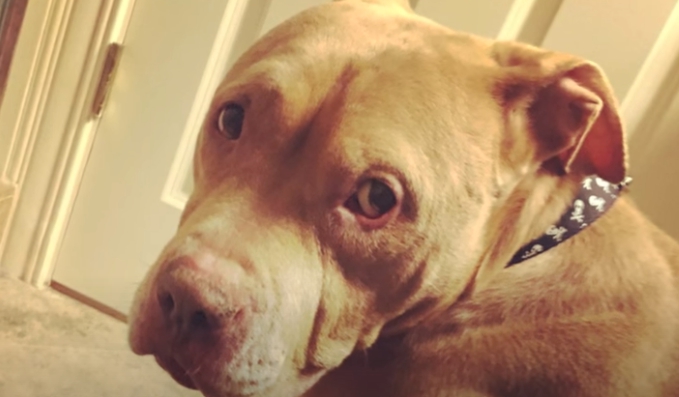 revistapazes.com - Jovens adotam cão com câncer terminal e fazem dos seus últimos meses de vida os mais felizes