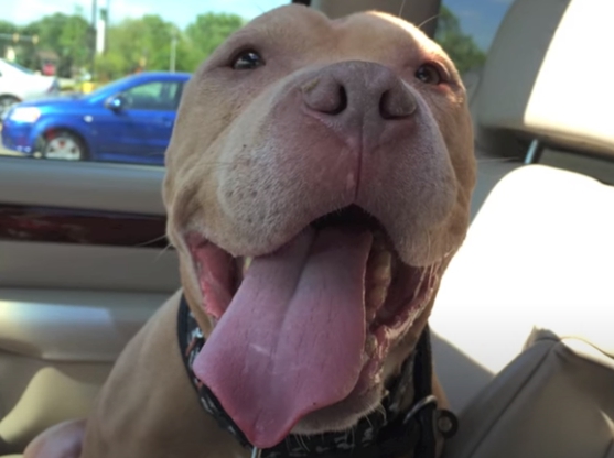 revistapazes.com - Jovens adotam cão com câncer terminal e fazem dos seus últimos meses de vida os mais felizes