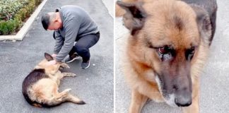 Cachorro policial aposentado ‘chora de alegria’ ao encontrar ex-treinador