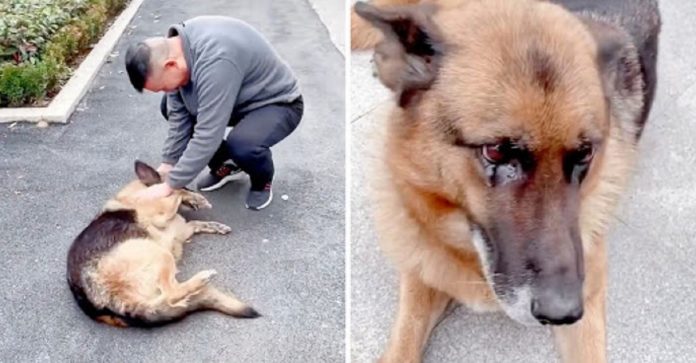 Cachorro policial aposentado ‘chora de alegria’ ao encontrar ex-treinador