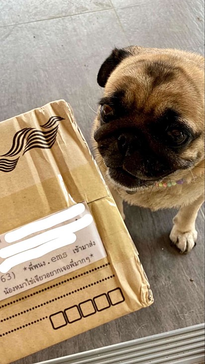 revistapazes.com - Mulher faz encomendas extras só para que o cachorro possa ver seu entregador favorito