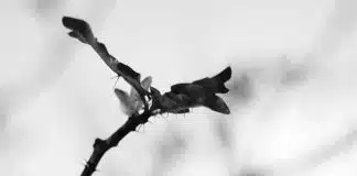 Poema de verão – Ana Martins Marques