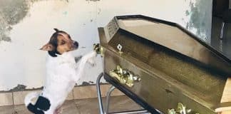 Cachorro chora e acompanha velório da dona ao lado do caixão da sua dona e comove a internet