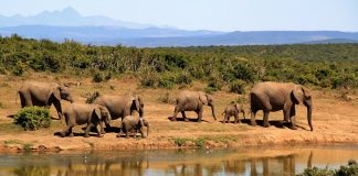 Caçador invade parque e morre pisoteado por elefantes na África do Sul