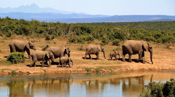 Caçador invade parque e morre pisoteado por elefantes na África do Sul