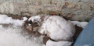 Corações de outro se unem para salvar gatinho que agonizava sob a neve