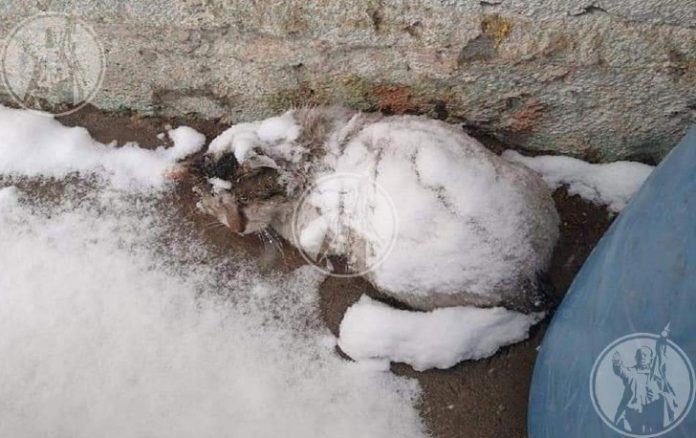 Corações de outro se unem para salvar gatinho que agonizava sob a neve