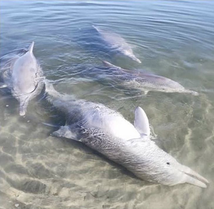 revistapazes.com - Golfinho simpático traz presentes do fundo do mar para agradar pescadores e turistas