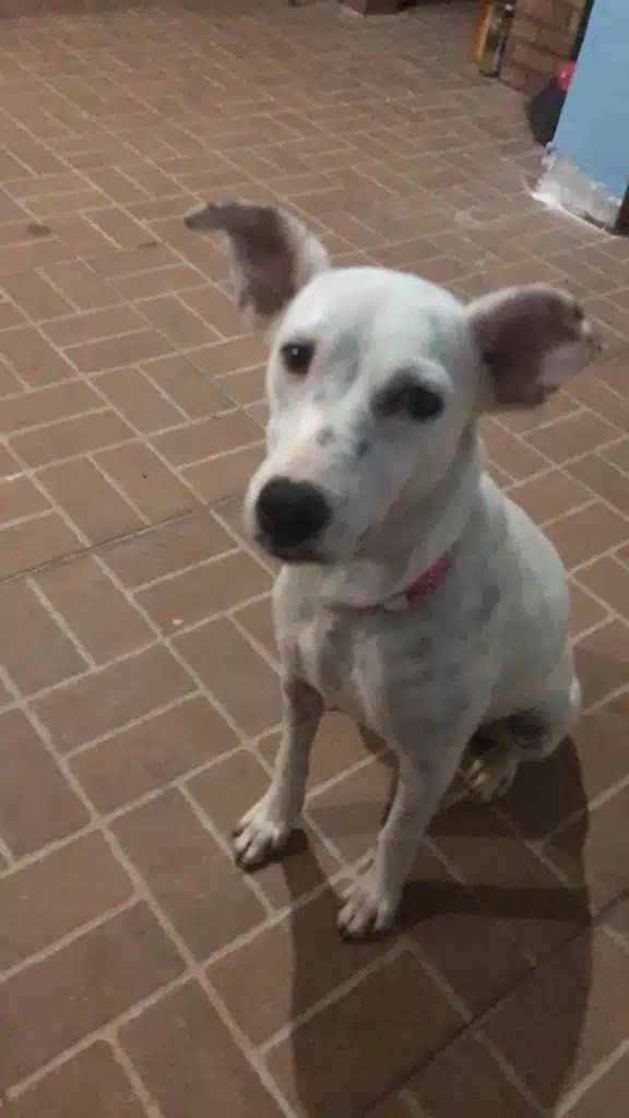 Cachorrinha comemora última sessão de quimioterapia e superação de um câncer revistapazes.com - Cachorrinha comemora última sessão de quimioterapia e superação de um câncer