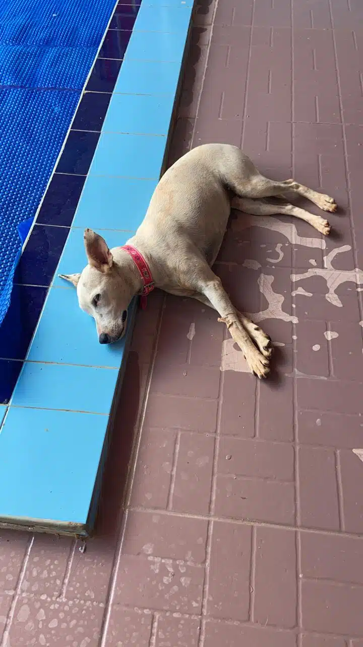 Cachorrinha comemora última sessão de quimioterapia e superação de um câncer revistapazes.com - Cachorrinha comemora última sessão de quimioterapia e superação de um câncer