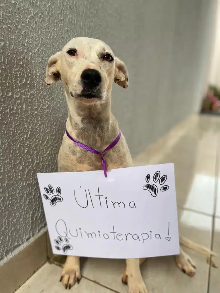 Cachorrinha comemora última sessão de quimioterapia e superação de um câncer revistapazes.com - Cachorrinha comemora última sessão de quimioterapia e superação de um câncer