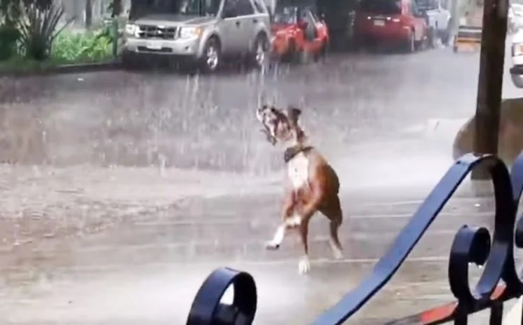 revistapazes.com - Cachorrinho é 'flagrado' se divertindo na chuva, sem medo de ser feliz