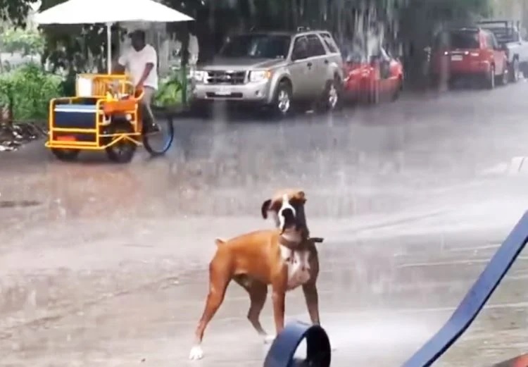 revistapazes.com - Cachorrinho é 'flagrado' se divertindo na chuva, sem medo de ser feliz
