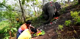 18 elefantes são encontrados mortos na Índia