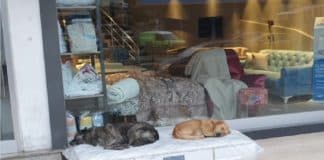 Comerciante doa colchão para cachorros dormirem em frente à sua loja