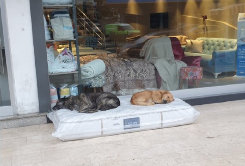 revistapazes.com - Comerciante doa colchão para cachorros dormirem em frente à sua loja
