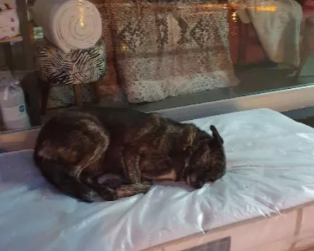revistapazes.com - Comerciante doa colchão para cachorros dormirem em frente à sua loja