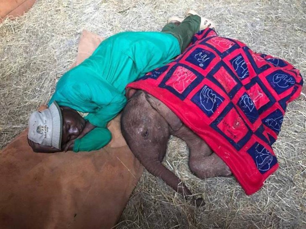 revistapazes.com - Cuidador de santuário dorme com filhote de elefante órfão que passou o dia chorando