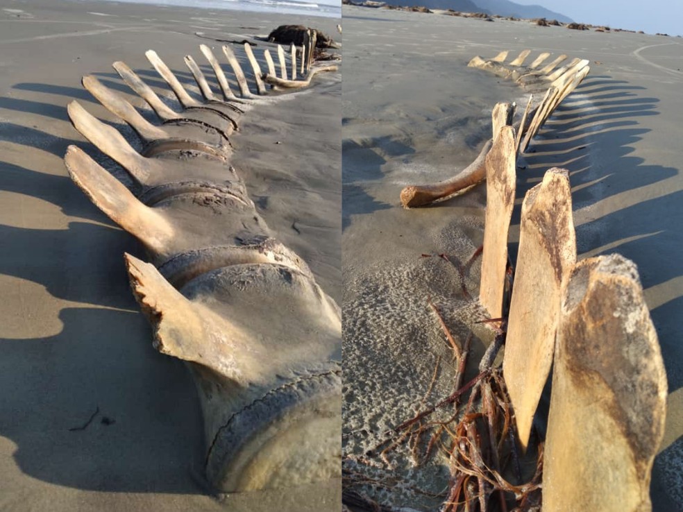 revistapazes.com - Esqueleto gigantesco que surgiu em praia de SP desaparece misteriosamente