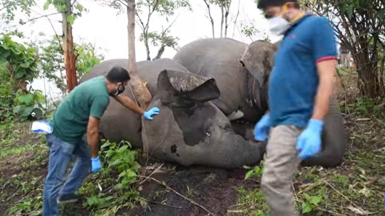 revistapazes.com - 18 elefantes são encontrados mortos na Índia