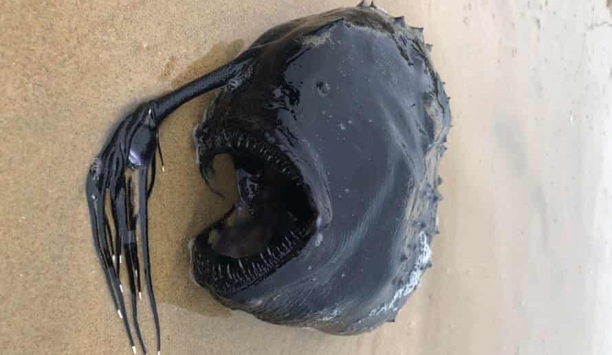 revistapazes.com - Criatura abissal, típica do fundo do oceano, é encontrada em praia dos EUA