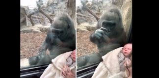 Vídeo: mamãe gorila admira bebê humano através do vidro de zoo e internautas se encantam