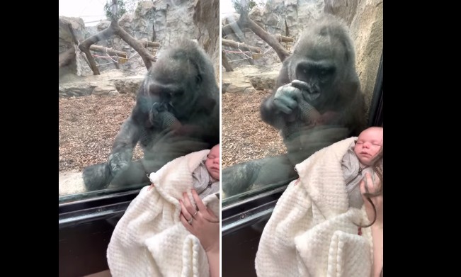 Vídeo: mamãe gorila admira bebê humano através do vidro de zoo e internautas se encantam