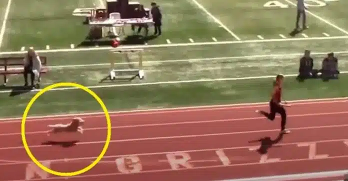 Cachorrinha ‘invade’ pista de atletismo para vencer, com folga, corrida de revezamento
