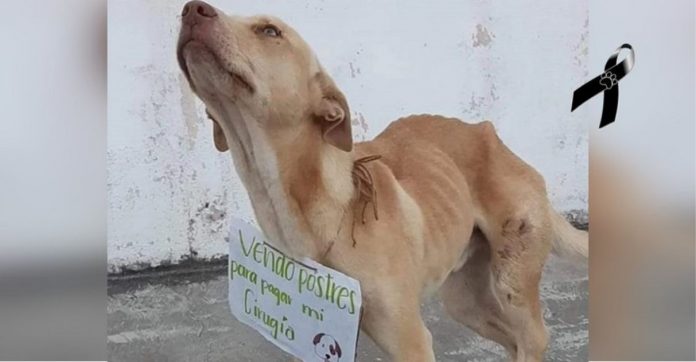 Cachorrinho que ‘vendia’ quitutes para custear sua cirurgia falece dias antes do procedimento