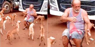 Caminhoneiro interrompe viagem para alimentar cachorrinhos abandonados em estrada