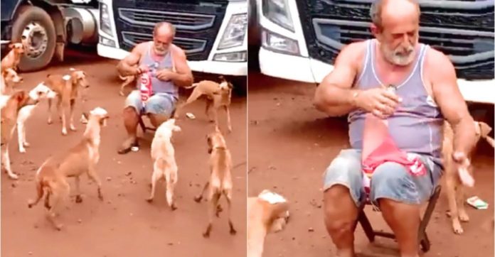 Caminhoneiro interrompe viagem para alimentar cachorrinhos abandonados em estrada