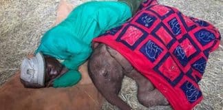 Cuidador de santuário dorme com filhote de elefante órfão que passou o dia chorando
