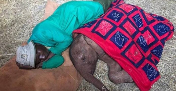Cuidador de santuário dorme com filhote de elefante órfão que passou o dia chorando