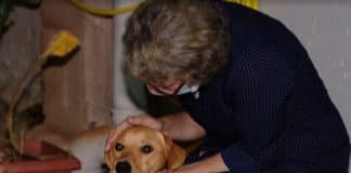 Mulher viaja 1.300 km para reencontrar seu cachorrinho perdido: ‘De Santa Catarina à Minas Gerais’