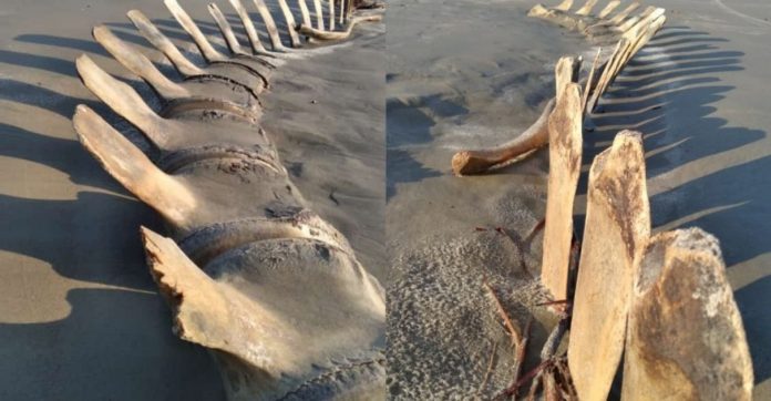 Esqueleto gigantesco que surgiu em praia de SP desaparece misteriosamente