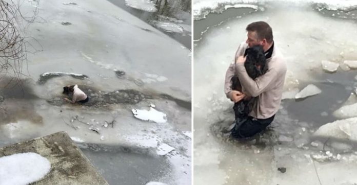 Homem pula em lago congelado para salvar a vida de um cachorrinho que ele nem conhecia