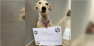 Cachorrinha comemora última sessão de quimioterapia e superação de um câncer