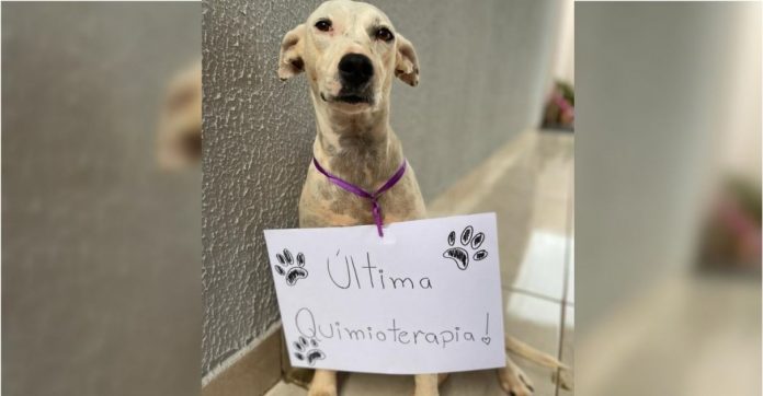 Cachorrinha comemora última sessão de quimioterapia e superação de um câncer