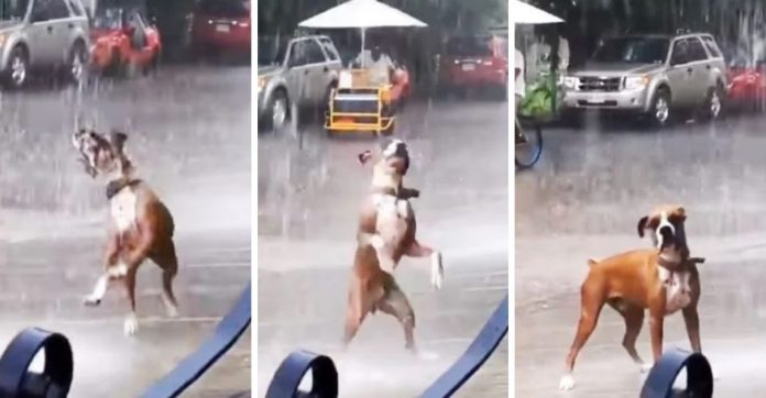Cachorrinho é ‘flagrado’ se divertindo na chuva, sem medo de ser feliz