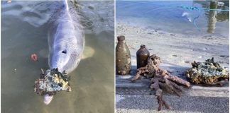 Golfinho simpático traz presentes do fundo do mar para agradar pescadores e turistas
