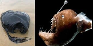Criatura abissal, típica do fundo do oceano, é encontrada em praia dos EUA