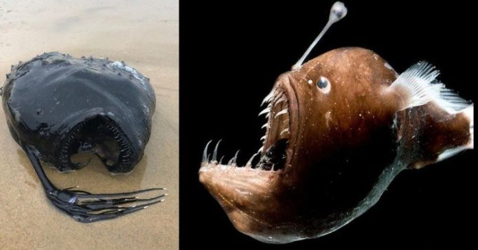 Criatura abissal, típica do fundo do oceano, é encontrada em praia dos EUA