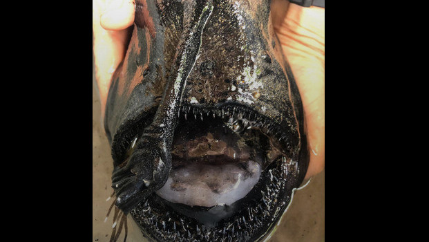 revistapazes.com - Criatura abissal, típica do fundo do oceano, é encontrada em praia dos EUA
